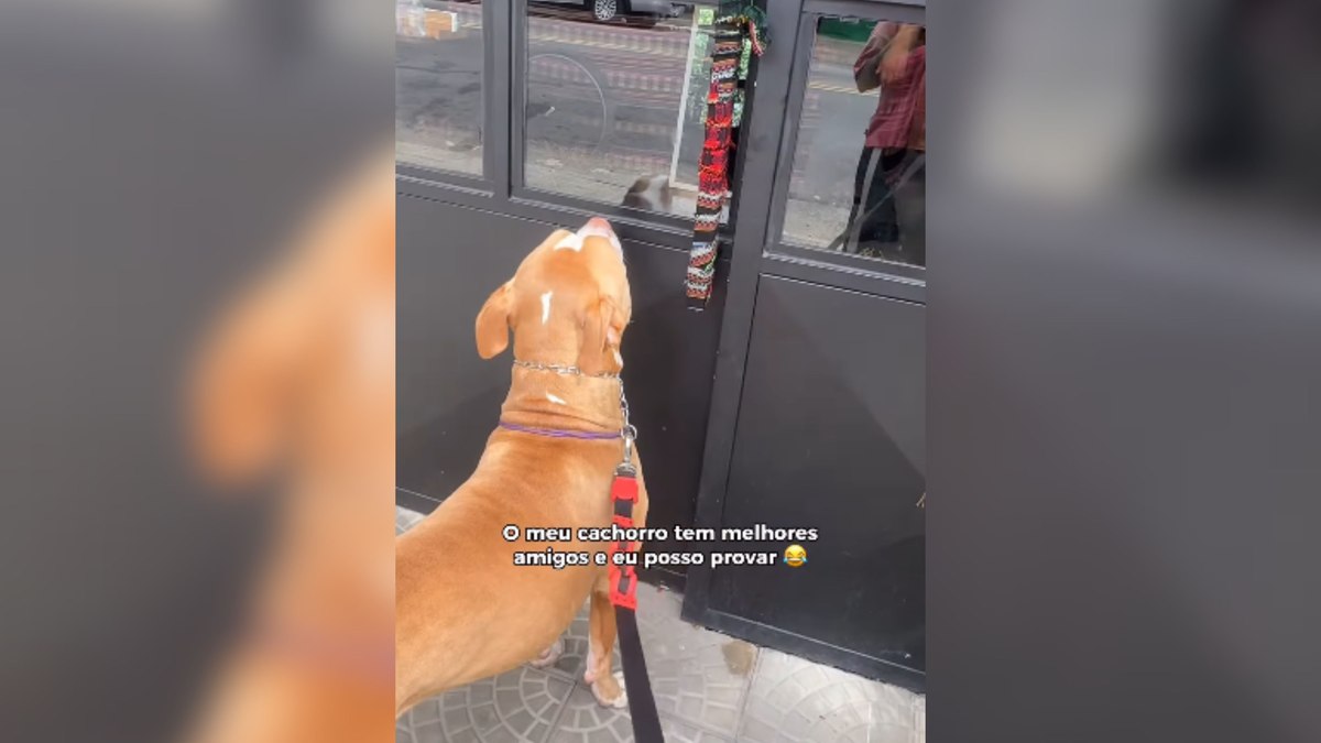 Pitbull visita restaurante todos os dias para ver amigos Pitbull visita restaurante todos os dias para ver amigos