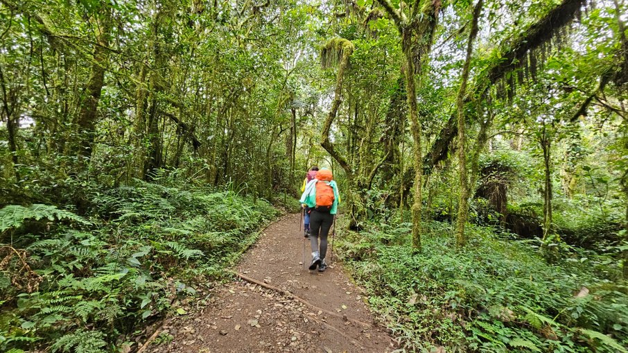 Florestas no primeiro dia de ascensão ao Kilimanjaro