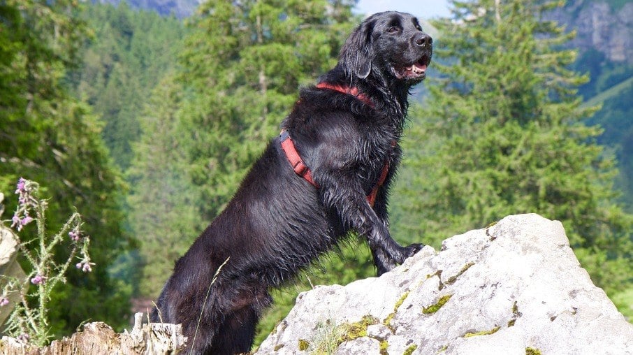 O Flat-coated Retriever é muito semelhante ao Golden retriever em físico e comportamento 