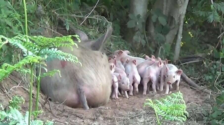 Porca encontrada em floresta com filhotes é salva após fugir de fazenda para dar à luz
