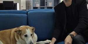 Cão é nomeado como Pró-reitor de Assuntos Caninos da UFSM
