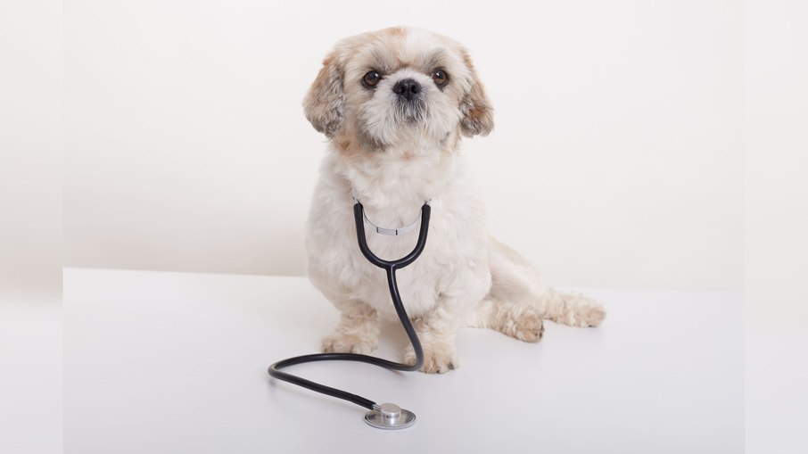 Doenças cardíacas em cães: diagnóstico precoce pode salvar vidas