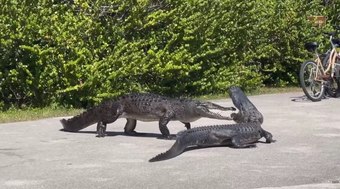 Jacar%C3%A9%20e%20crocodilo%20duelam%20ferozmente%20em%20parque%20nacional