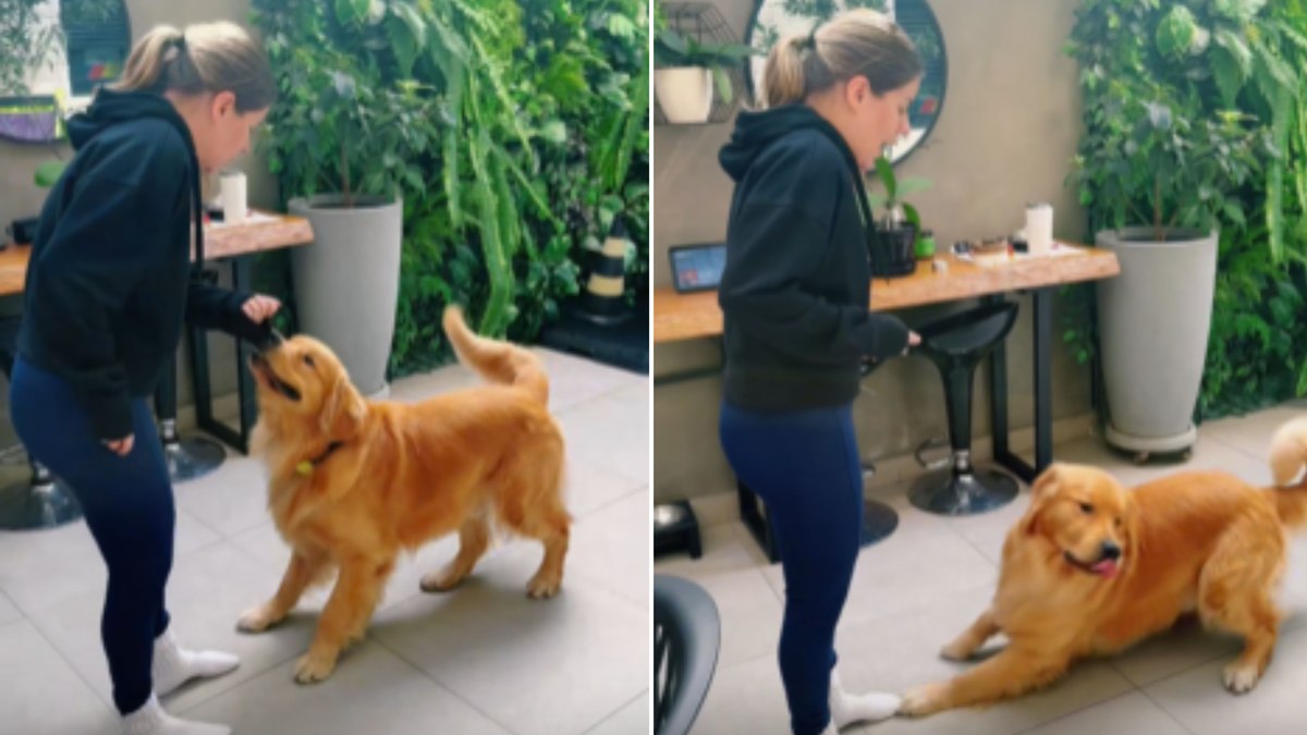 Golden Retriever's Hilarious Reaction: Stops Pulling Tutor's Shirt When 'Dad' is Mentioned