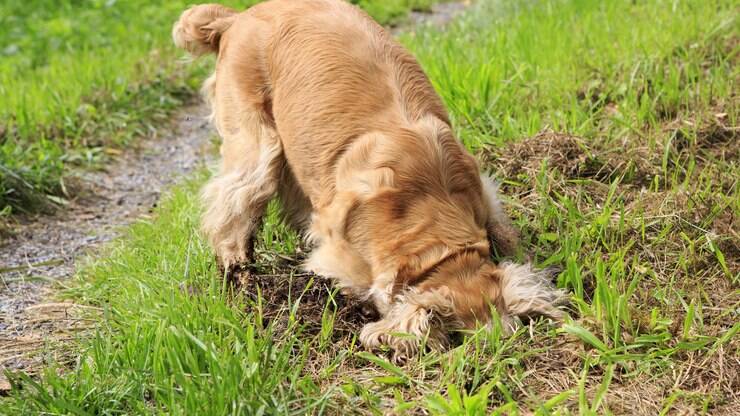 Como fazer cachorro parar de cavar Clearance