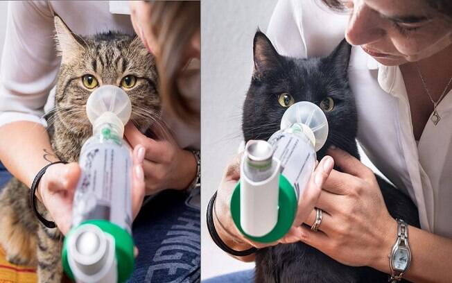 Os irmãos Leeno, à esquerda, e Poncha, à direita, sofrem de asma felina