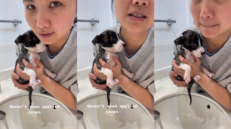 Cachorrinha 'faz drama' ao tomar banho e encanta web em vídeo viral