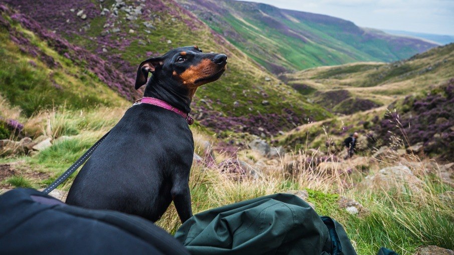 Manchester Terrier padrão