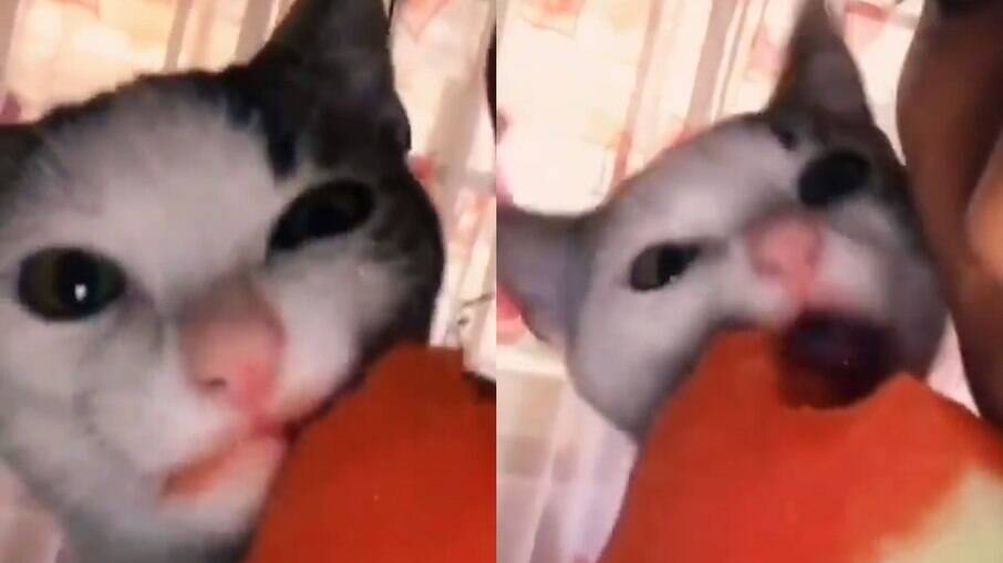 Gato divide um pedaço de melancia com tutora