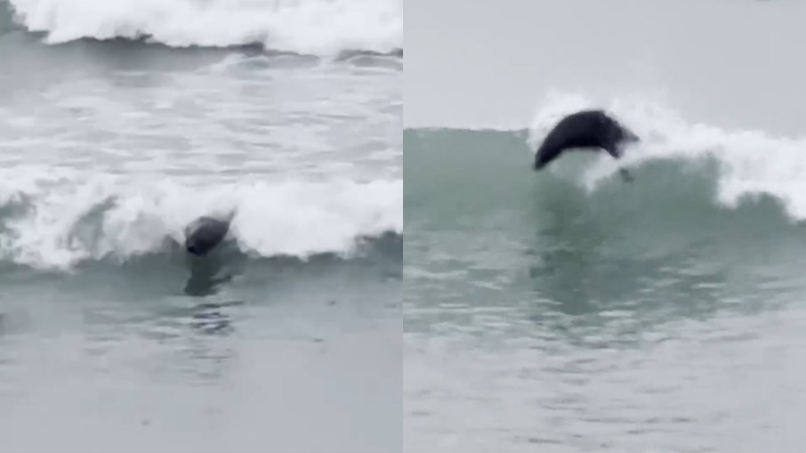 Foca viraliza ao 