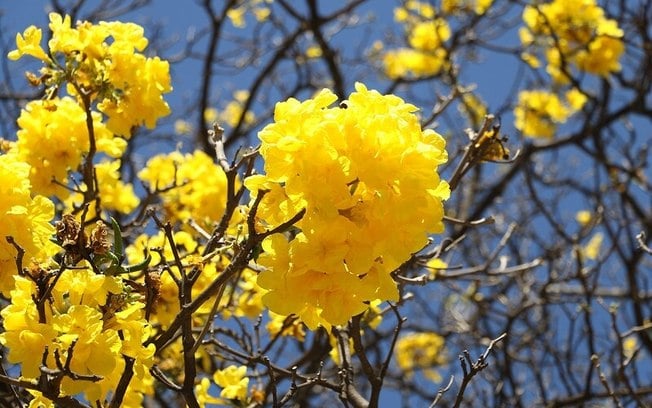 Temporada de floração dos ipês-amarelos colore as ruas do Distrito Federal