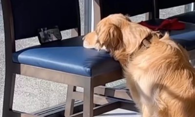 Cadela aguardando atendimento veterinário viraliza na internet