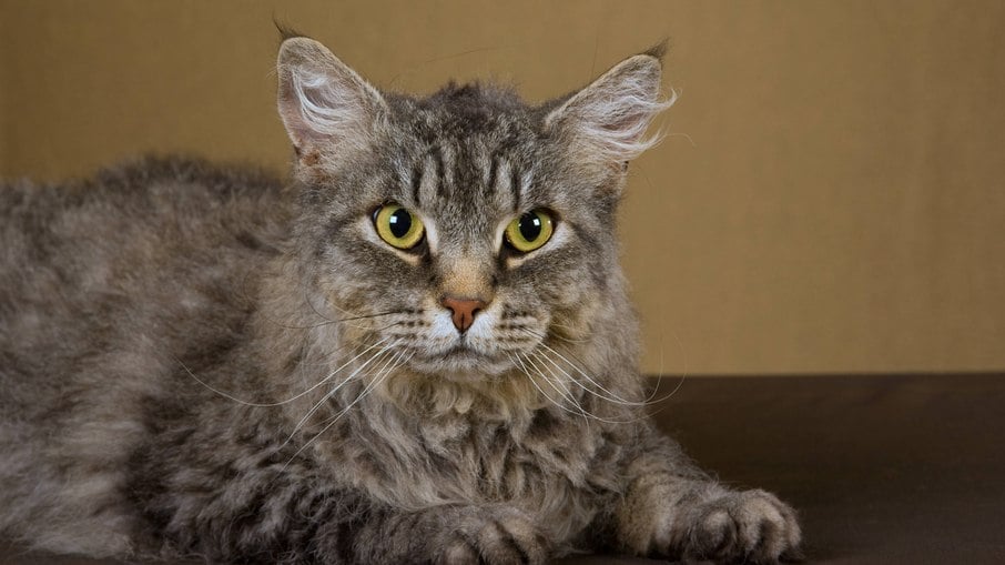 O LaPerm é uma das raças de gatos mais raras do mundo