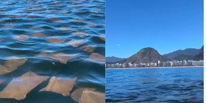 VÍDEO: cardume de arraias é visto nadando em praia famosa do RJ
