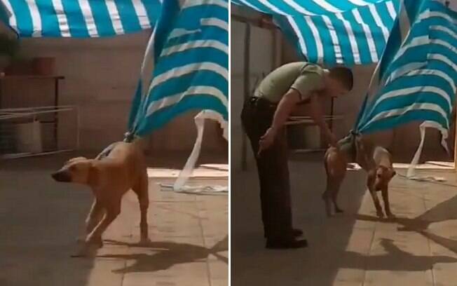 O cachorro ficou preso num toldo e foi ajudado por um policial 