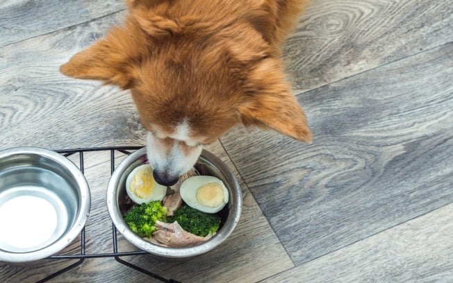 Cachorro pode comer ovo cozido? Descubra agora
