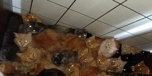 Justiça manda retirar todos os 119 gatos de imóvel em SC
