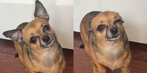 Chihuahua finge estar doente para não ficar sozinho e viraliza