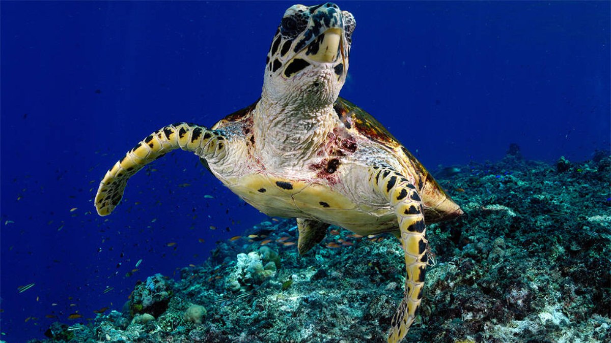 Temperaturas mais elevadas na Flórida fazem com que quase todas as tartarugas marinhas sejam fêmeas