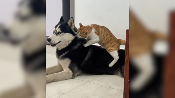 Gato morde cachorro e reação inesperada viraliza; vídeo