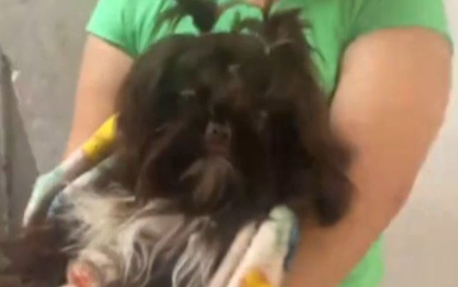 Shih Tzu é confundido com macaco ao ser apresentado a idoso 8d1m2tob2o1tkiz1407oztj1k