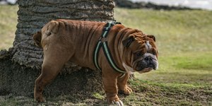 Cachorro é resgatado entre escombros após terremoto na Venezuela