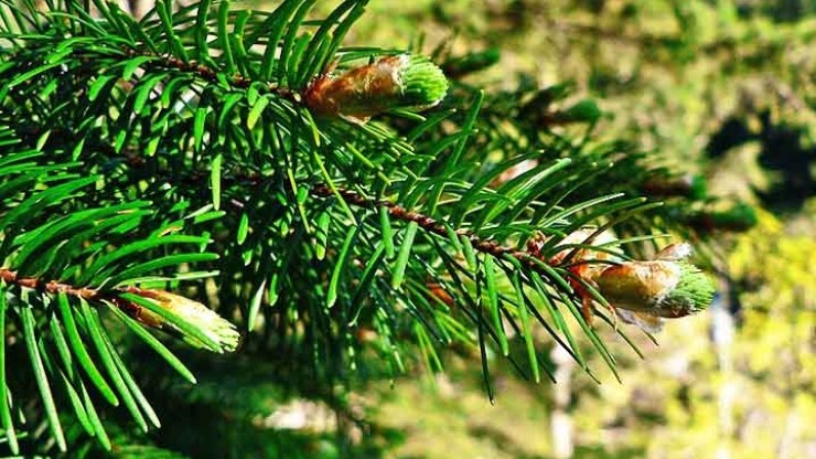 Árvores coníferas embelezam paisagem nas florestas frias do planeta