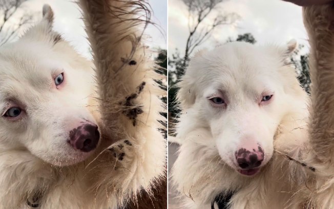 Border Collie mostra autonomia ao se limpar sozinho após passeio 8d7mxterbqwxxmfmlg46tmde3