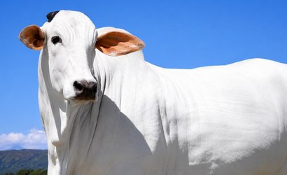 Afinal, quanto leite cabe numa vaca?