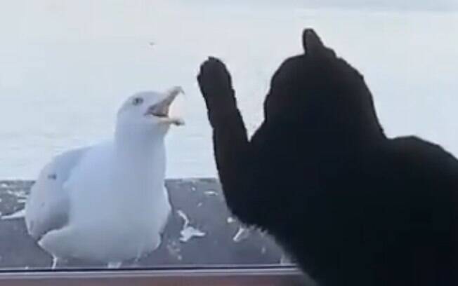 Momentos hilários de gatos brigando com pássaros pela janela no isolamento