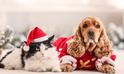 Confira oito presentes de Natal criativos para os animais de estimação