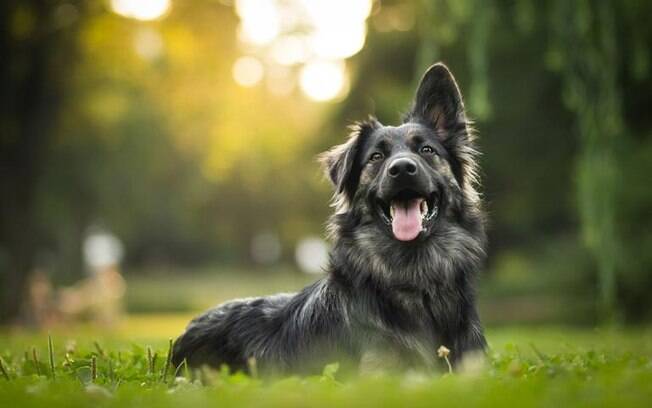 O cachorro de Libra: saiba as características do pet libriano