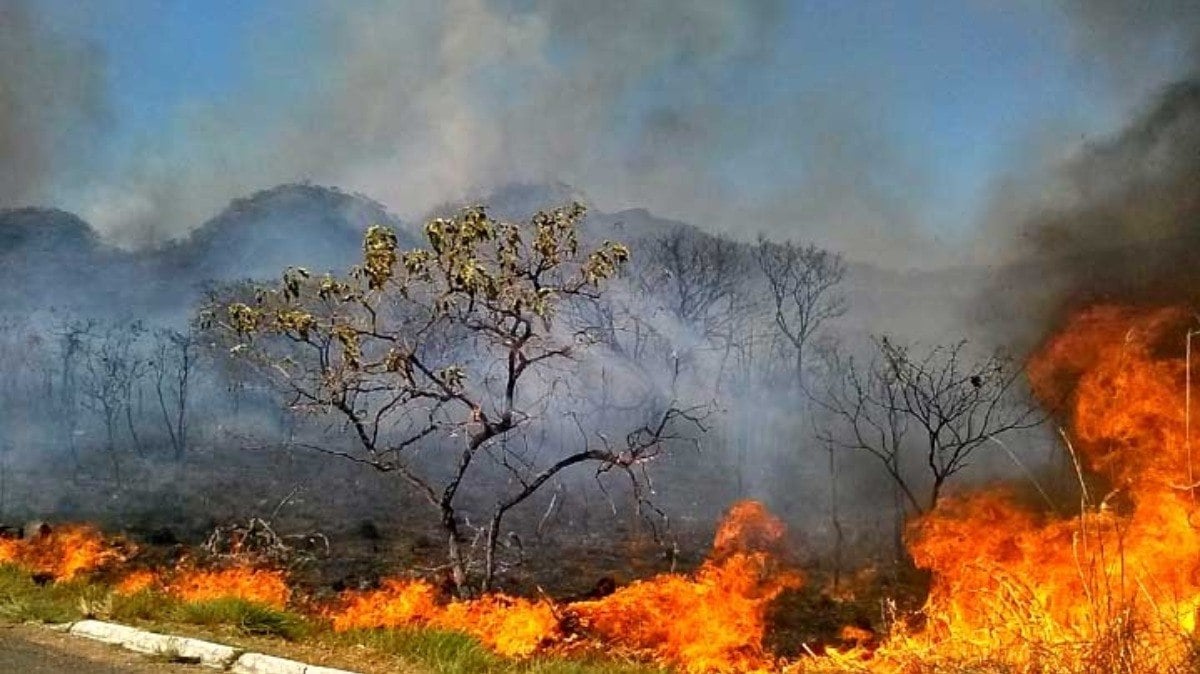 Crimes ambientais e Amazônia