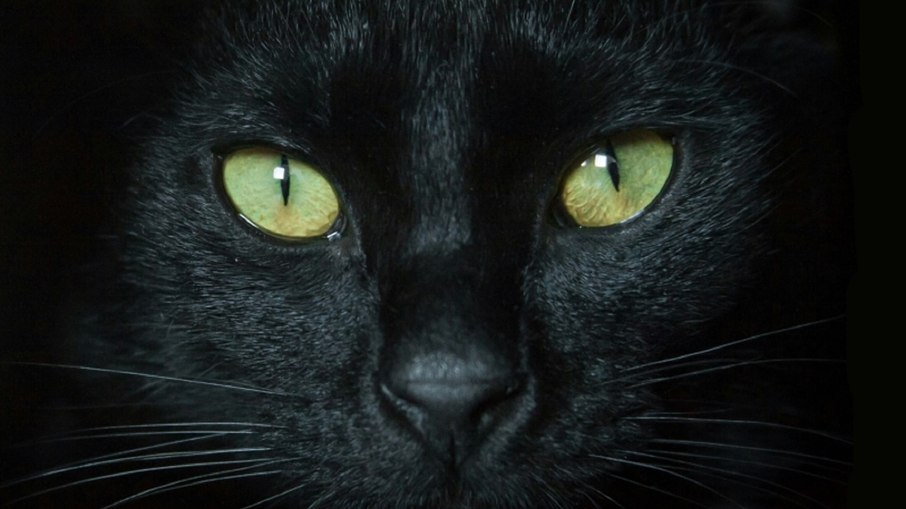 Semana dos Gatos destaca preconceito contra felinos pretos Semana dos Gatos destaca preconceito contra felinos pretos