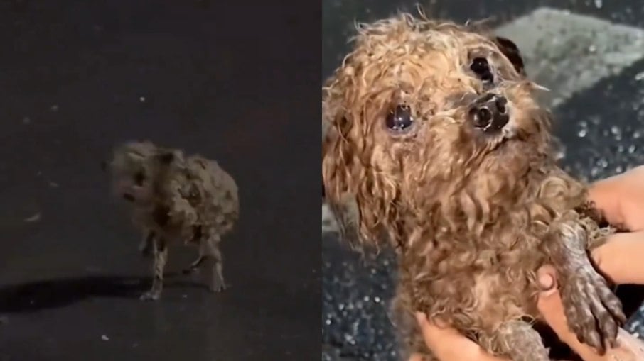 Resgate de cachorrinho no Rio de Grande do Sul emociona; veja vídeo