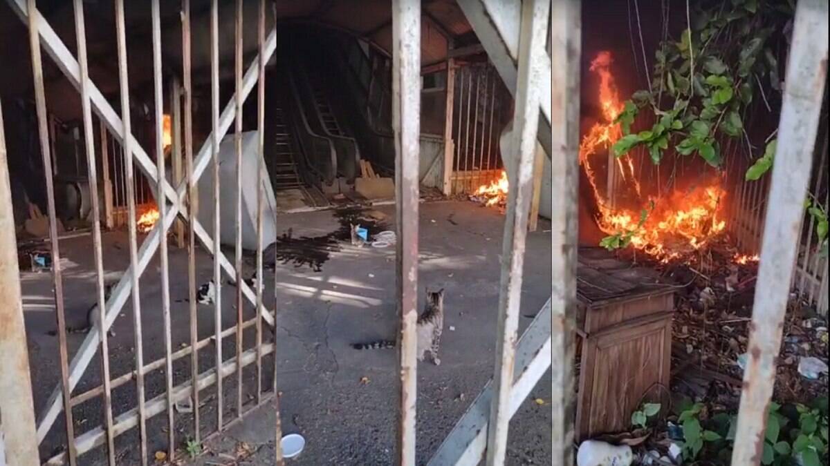 Abrigo de gatos é incendiado no Rio de Janeiro