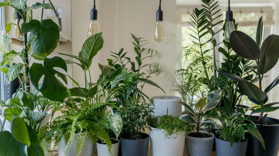 Plantas dentro de casa Plantas dentro de casa