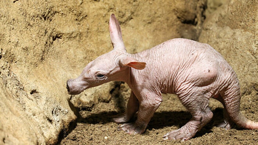 Filhote de porco-da-terra raro nasce no Zoológico de Berlim e viraliza Filhote de porco-da-terra raro nasce no Zoológico de Berlim e viraliza