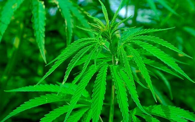 Folhas da maconha, Cannabis