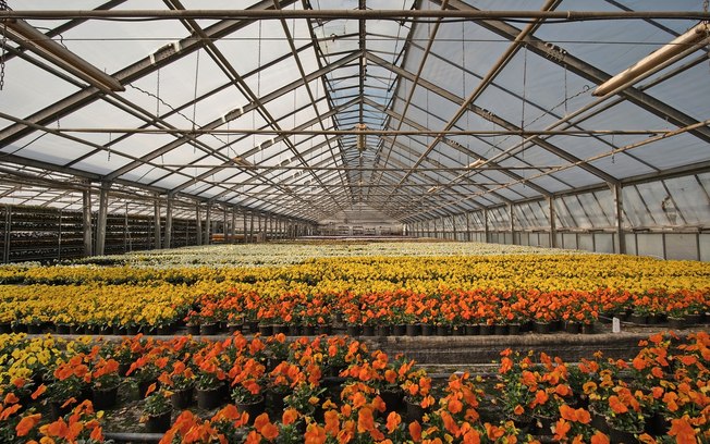 Altas temperaturas exigem atenção redobrada com flores e plantas no verão