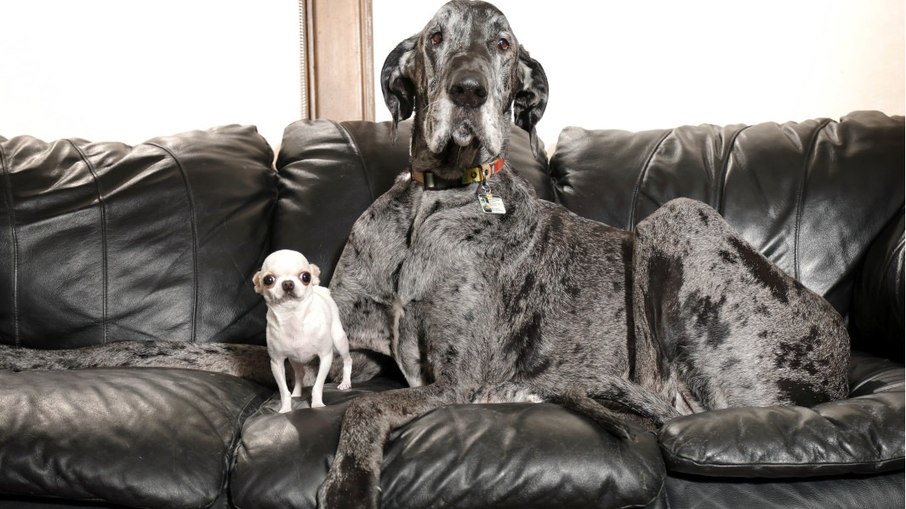 Cães mais alto e mais baixo do mundo se conhecem Cães mais alto e mais baixo do mundo se conhecem