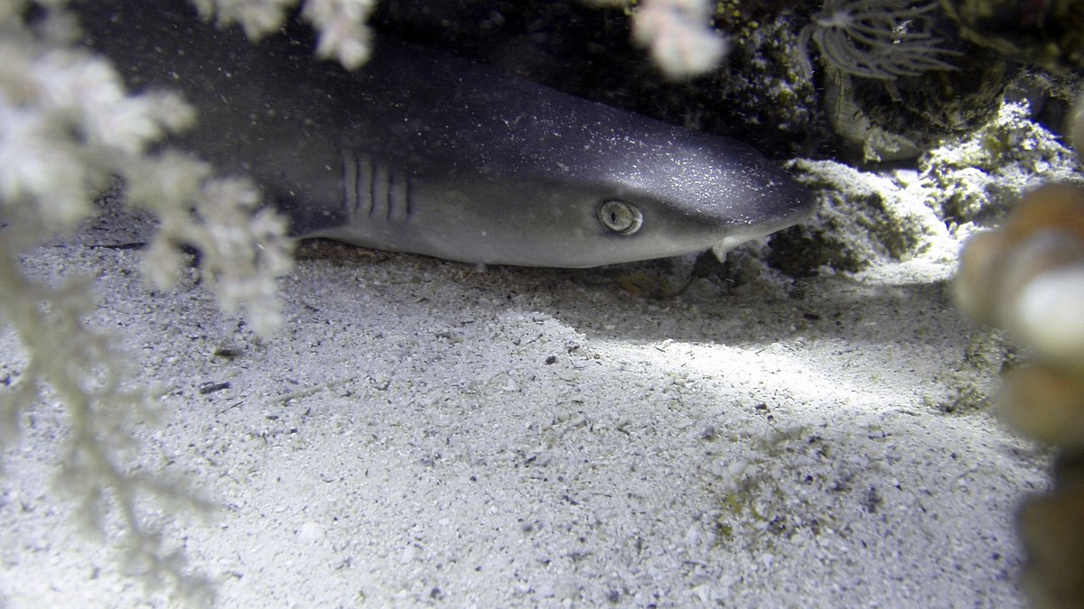 Cação-espinhoso é considerado um 'peixe-lixo' por pescadores Cação-espinhoso é considerado um 'peixe-lixo' por pescadores