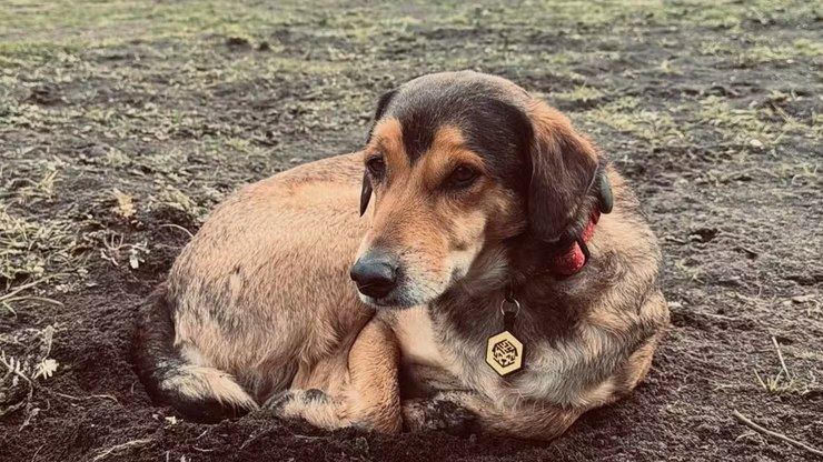 Após morte de cão, família deixa a Argentina em busca de justiça