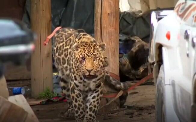 Leopardo teria entrado na casa após perseguir cachorro do dono do imóvel.