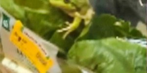 VÍDEO: sapo aparece em embalagem fechada de alface