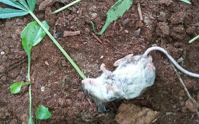 O rato desmaiou após comer folhas de maconha