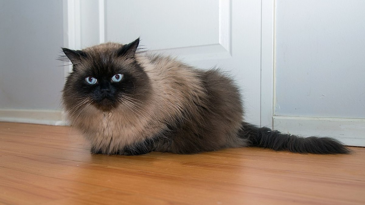 Mistura entre Persa e Siamês, o gato Himalaio pode ser considerado uma raça a aparte ou apenas uma variação do Persa