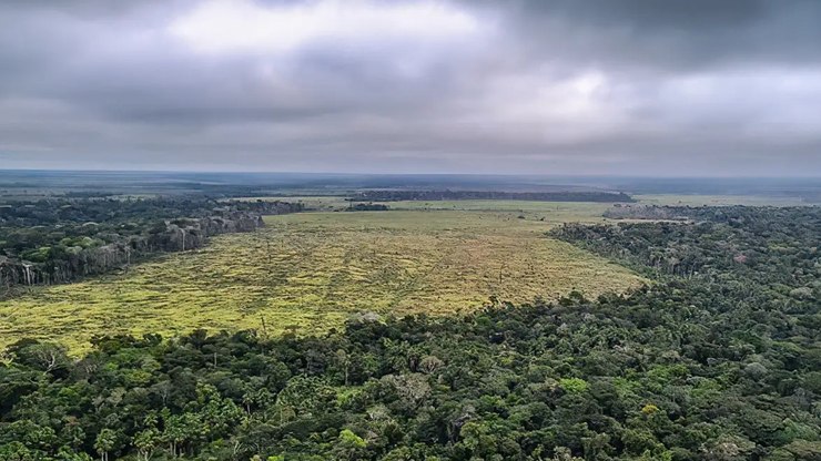 Desmatamento na Amazônia cai 36,87% no último ano