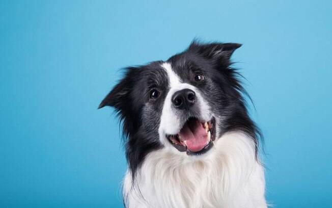 O cachorro com Lua em Escorpião: saiba a compatibilidade com seus tutores O cachorro com Lua em Escorpião: saiba a compatibilidade com seus tutores