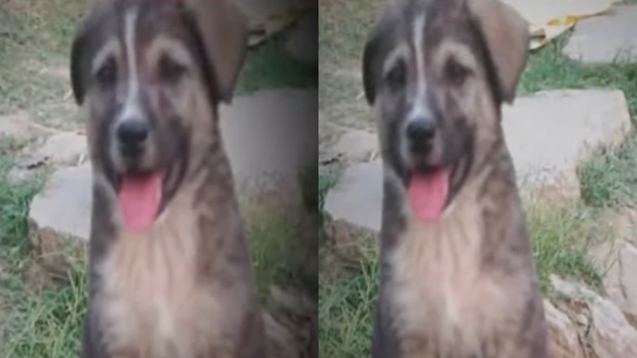 Cão herói salva 67 pessoas Cão herói salva 67 pessoas